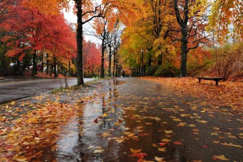 写真：雨の三色彩道