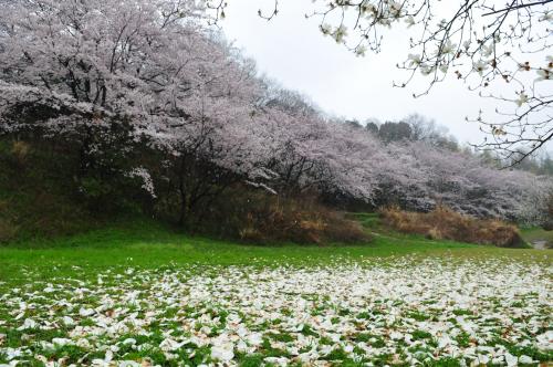 写真：花の季節