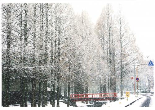 写真：雪のメタセコイア通り