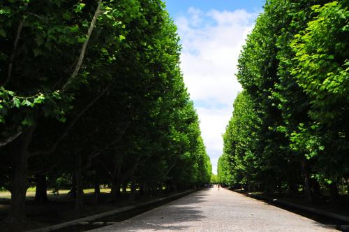 写真：プラタナスの並木道