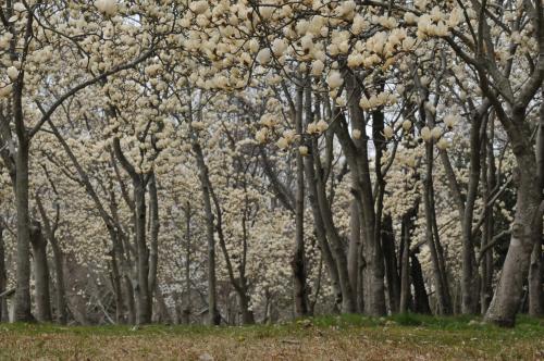 写真：木蓮・コブシの森