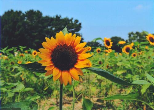 写真：情熱の花