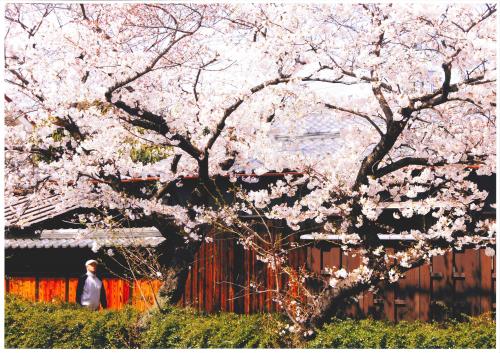 写真：桜見上げて