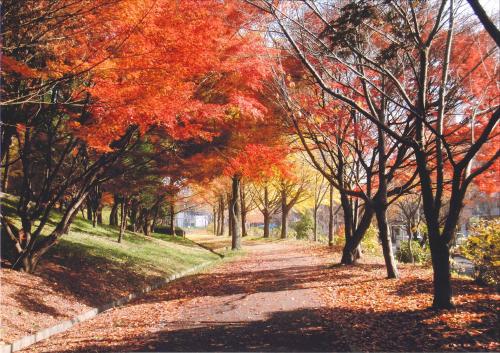 写真：秋の散歩道