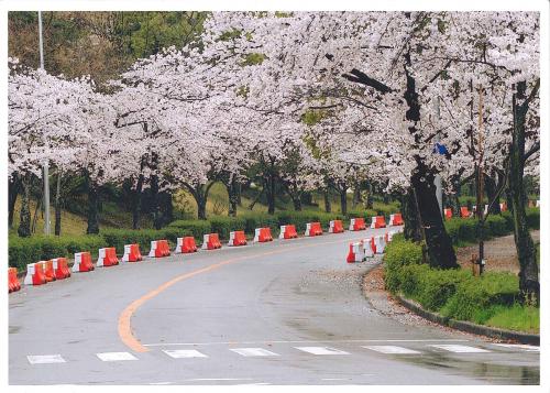 写真：花見頃