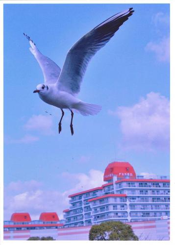 写真：ジョナサンの街