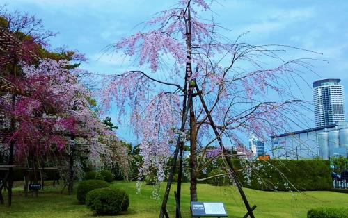 写真：しだれ桜