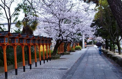 写真：片山神社の桜2