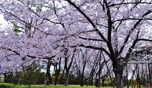 写真：咲き誇る桜
