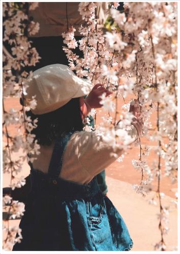 写真：桜の妖精