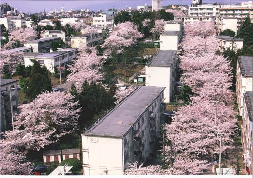 写真：（旧）公団住宅の桜