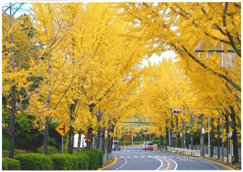 写真：晩秋の彩り