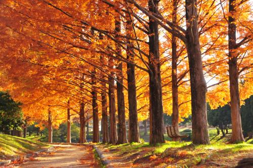 写真：晩秋を求めて・ブラリ散歩