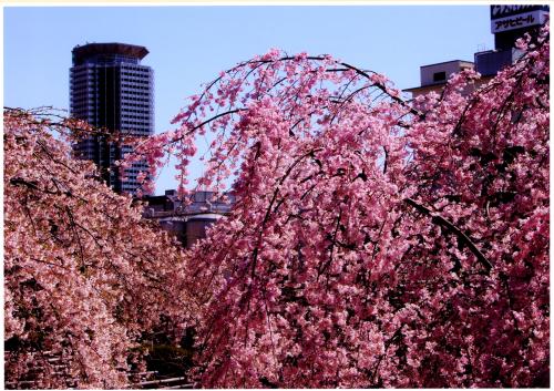 写真：吹田の春