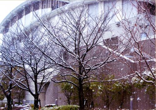 写真：降雪中