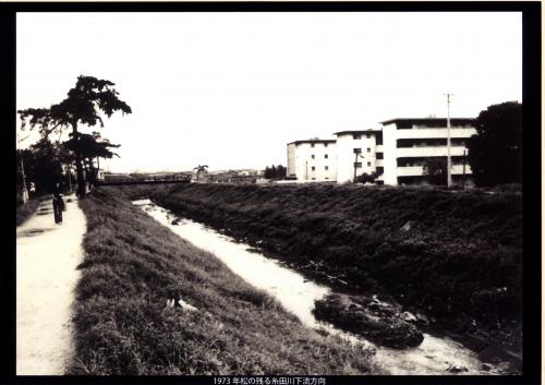 写真：1973年松の残る糸田川下流方向