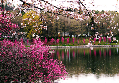 写真：公園の春