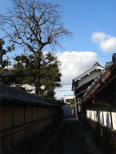 写真：天を突く柿の大木と蔵並みの原風景
