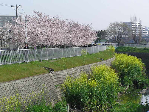 写真：春の糸田川