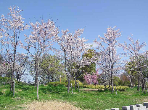 写真：春の片山公園1