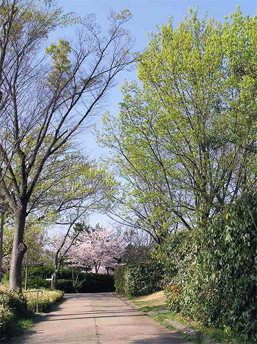 写真：春の片山公園2