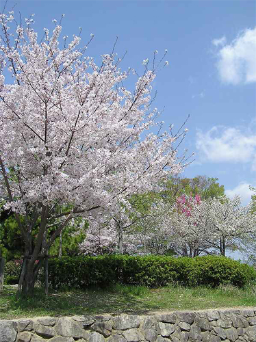 写真：春の片山公園3