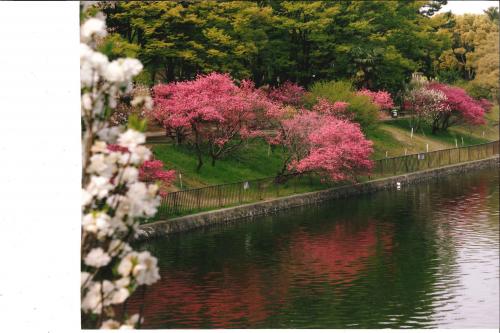 写真：桃山台の桃花