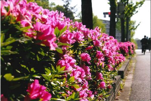 写真：花とみどり