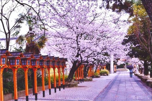 写真：片山神社の桜