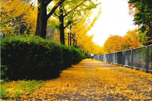 写真：秋色の歩道