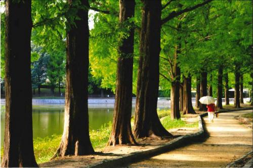 写真：メタセコイヤ並木の公園