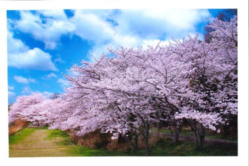 写真：さくら満開