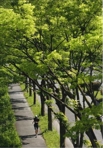 写真：緑風になる