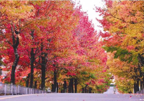 写真：27　賑やかな道