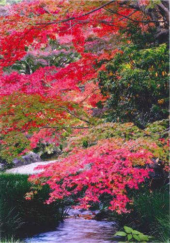 写真：28　せせらぎと紅葉