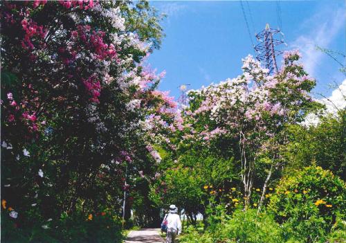 写真：34　真夏の華やぎ