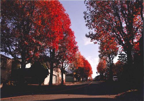 写真：35　ひっそり紅葉