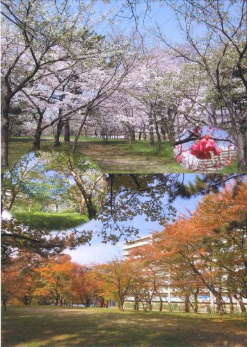 写真：49　小さな桜園