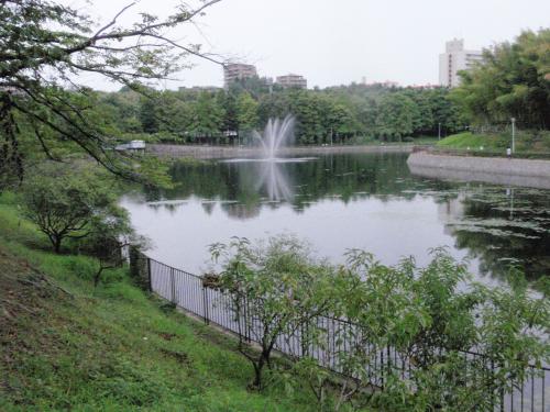 写真：池2-3 春日大池(桃山公園)