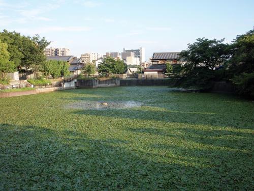 写真：池8-1 江坂大池(榎坂大池公園・江坂蔵人水利組合)