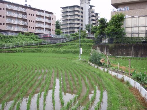 写真：池9-2 佐井寺4の水田