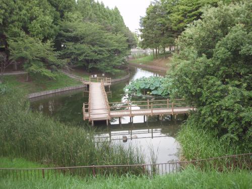 写真：池22-3 緑葉茂るぼだい池