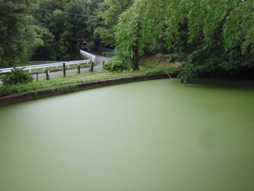 写真：池24-1 千里山高塚の池