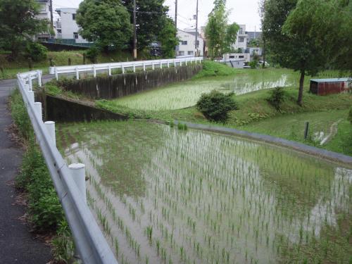 写真：池24-2 千里山高塚の水田