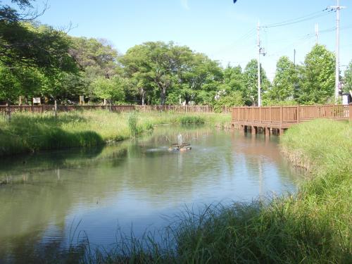 写真：池31-2 小路新池（紫金山公園）