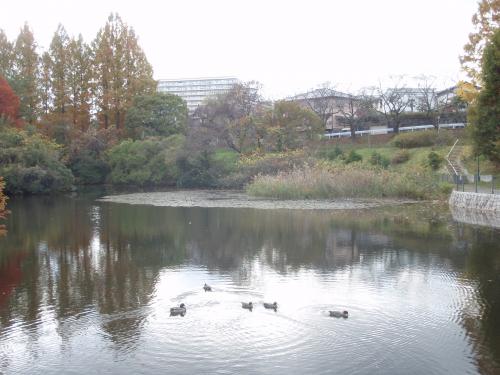 写真：池36-2 上池（はぎのき公園）