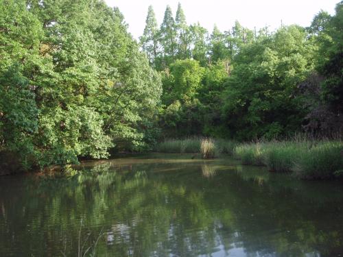 写真：池41-1 千里緑地のワンド（ヒメモタル生息地の小池）