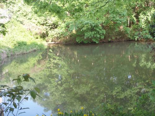 写真：池41-2 ヒメホタル生息地の水路へ流下