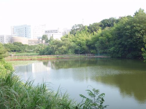 写真：池44-2 犬飼池（大阪大学吹田校内）