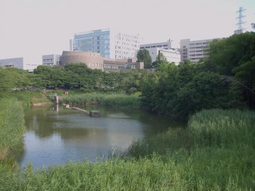 写真：池45-1 阪大校内の遊水池（大阪大学吹田校内）